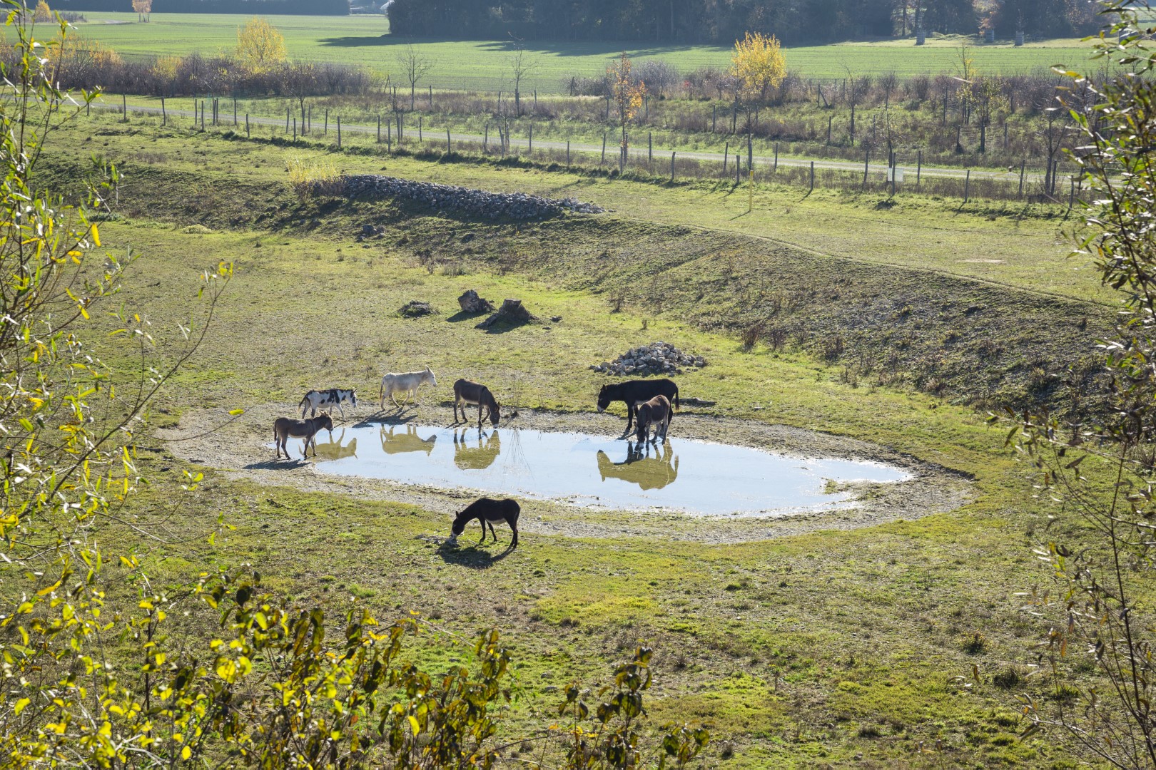 GVZ Nachhaltigkeit: Esel am Wasser