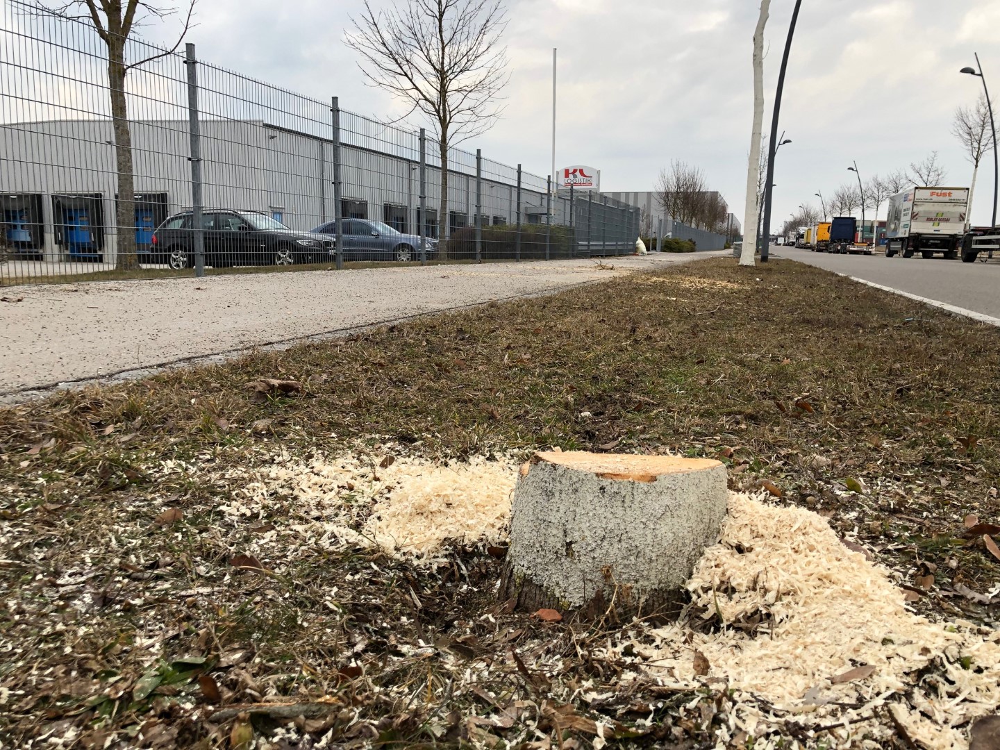 Baumfällungen entlang der Frankfurter Straße Bäume Frankfurter Straße